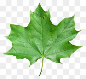 And Finally Also About How To Change The Image Pixel - Green Maple Leaf Transparent Background
