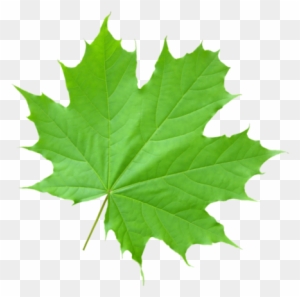 Составление Налоговой Декларации 3-ндфл - Maple Leaf Transparent Green