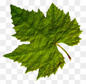 Best Free Green Leaves Icon - Grape Vine Leaf