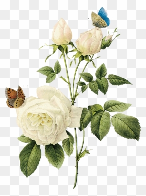 Rose Arranging Cut Flowers Encapsulated Postscript - White Rose Png