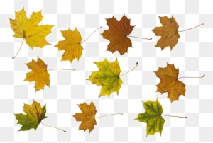 Maple Leaf Png Photos - Portable Network Graphics