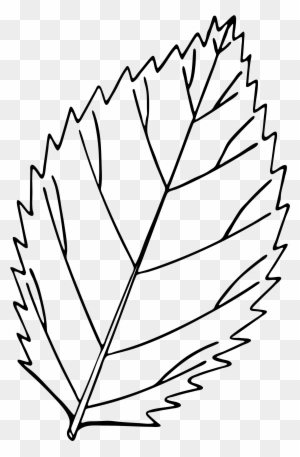 Open - Leaf Drawing Png