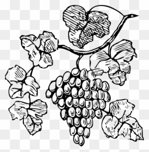 Food, Wine, Grapes, Outline, Drawing, Tree, Border - Grapes Clipart