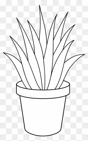 Black And White Plants - Aloe Vera Pencil Drawing Leaf - Free ...
