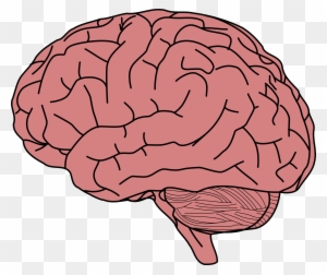 pix Transparent Background Head Brain Clipart brain clipart transparent png clipart