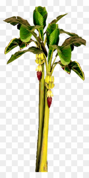 Banana Tree Wit - Banana Tree With Bananas - Free Transparent PNG Clipart Images Download Banana Tree Wit - Banana Tree With Bananas - Free Transparent PNG Clipart Images Download