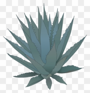 Agave Clipart, Transparent PNG Clipart Images Free Download - ClipartMax
