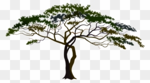 Pin African Tree Clipart - Savana Tree Png