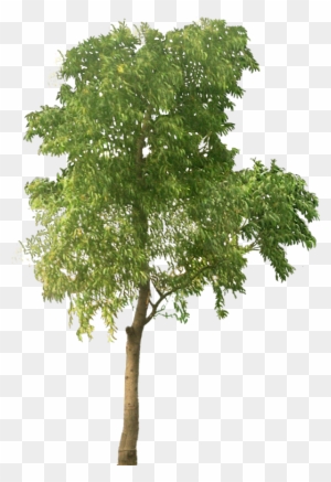 Tree Clipart High Resolution - Transparent Png Tree