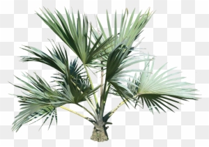 Palm Tree Eleven - Palm Tree Top Png