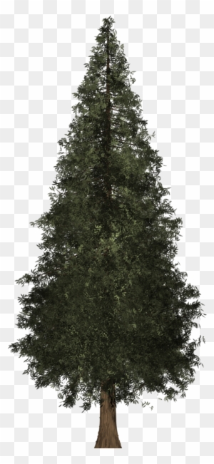 Redwood Tree - Christmas Tree Images With Out Decoration