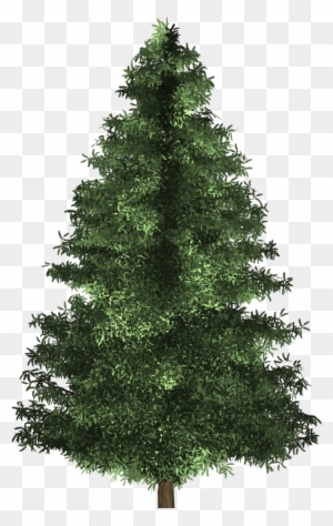 Spruce Tree - Virginia Pine Christmas Tree