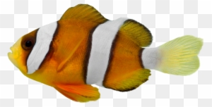 Clark Clown Fish - Stock Photography