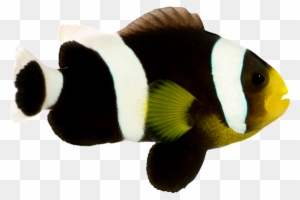 Saddleback Clownfish - Amphiprion Polymnus - Anemone Fish
