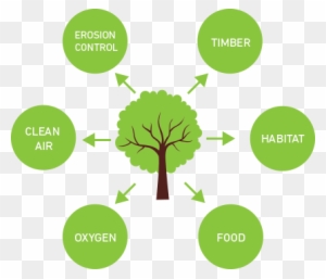 Benefits Of Planting Trees - Benefits Of Planting Trees