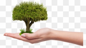 Plant A Tree Png