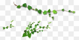 Branch Leaf Tree - Leaf Vine Png