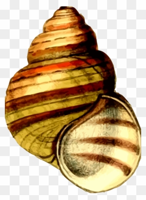 Big Image - Clip Art Sea Shells