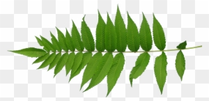 Leaf Texture Mapping Plant Stem - Leaf Texture Png