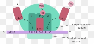 The Ribosome Is Composed Of A Small And Large Subunit - Central Dogma Of Molecular Biology
